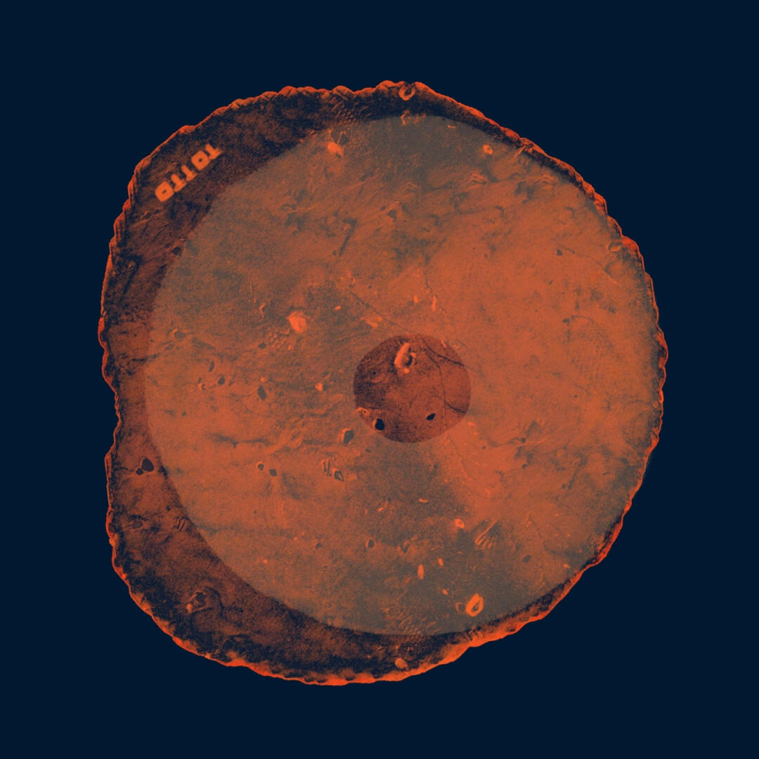 Bronze Bronze